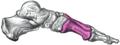 Skeleton of left foot, medial aspect