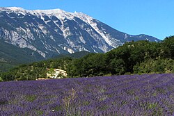 View across lavender field to Mont Ventoux