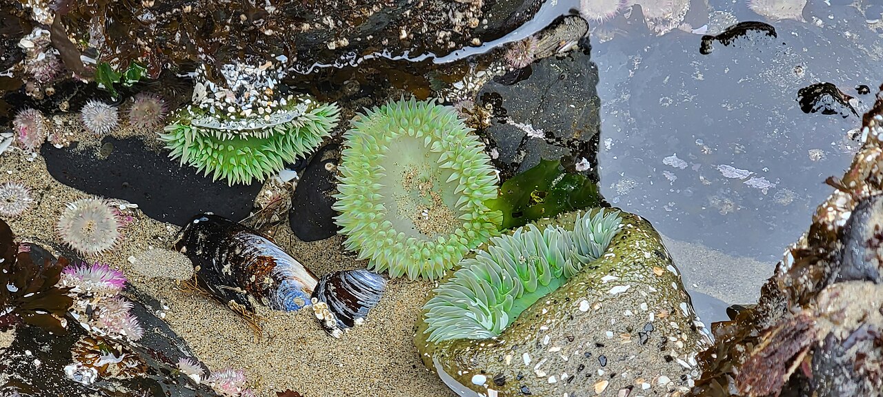 Haystack Rock Tidepools, Cannon Beach.jpg