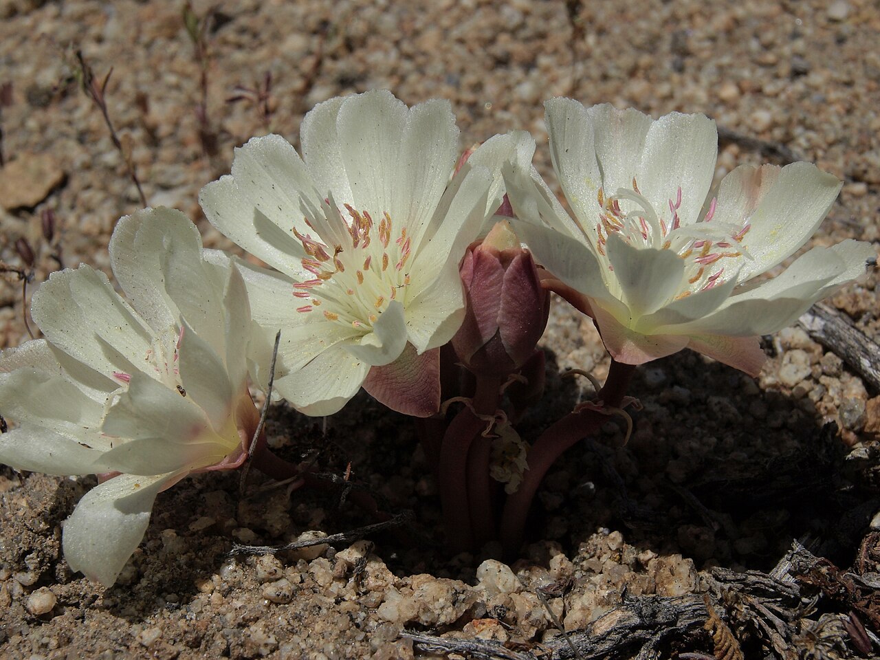 Bitterroot, Lewisia rediviva var. rediviva.jpg