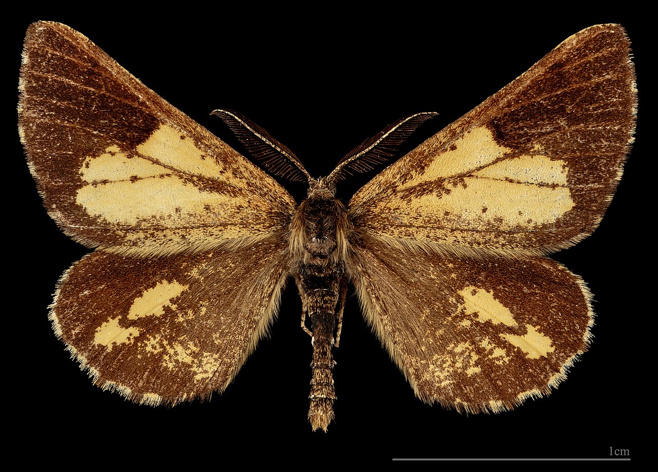 (MHNT) Bupalus piniaria flavescens - Kosov Slovaquie - Male dorsal.jpg