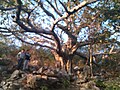 Old Banyan tree in the hills