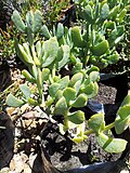 Ruschia maxima