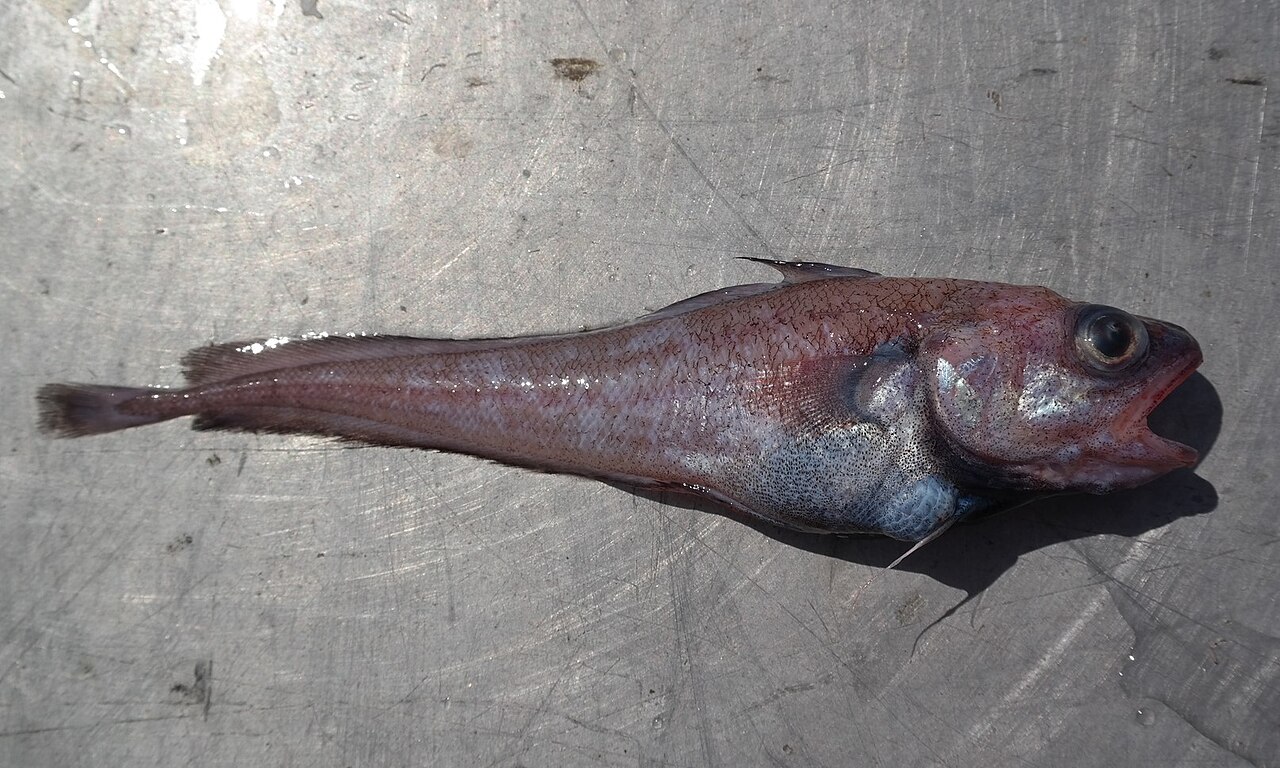 Physiculus rastrelliger.jpg