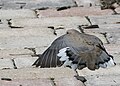 Mourning dove sunbathing