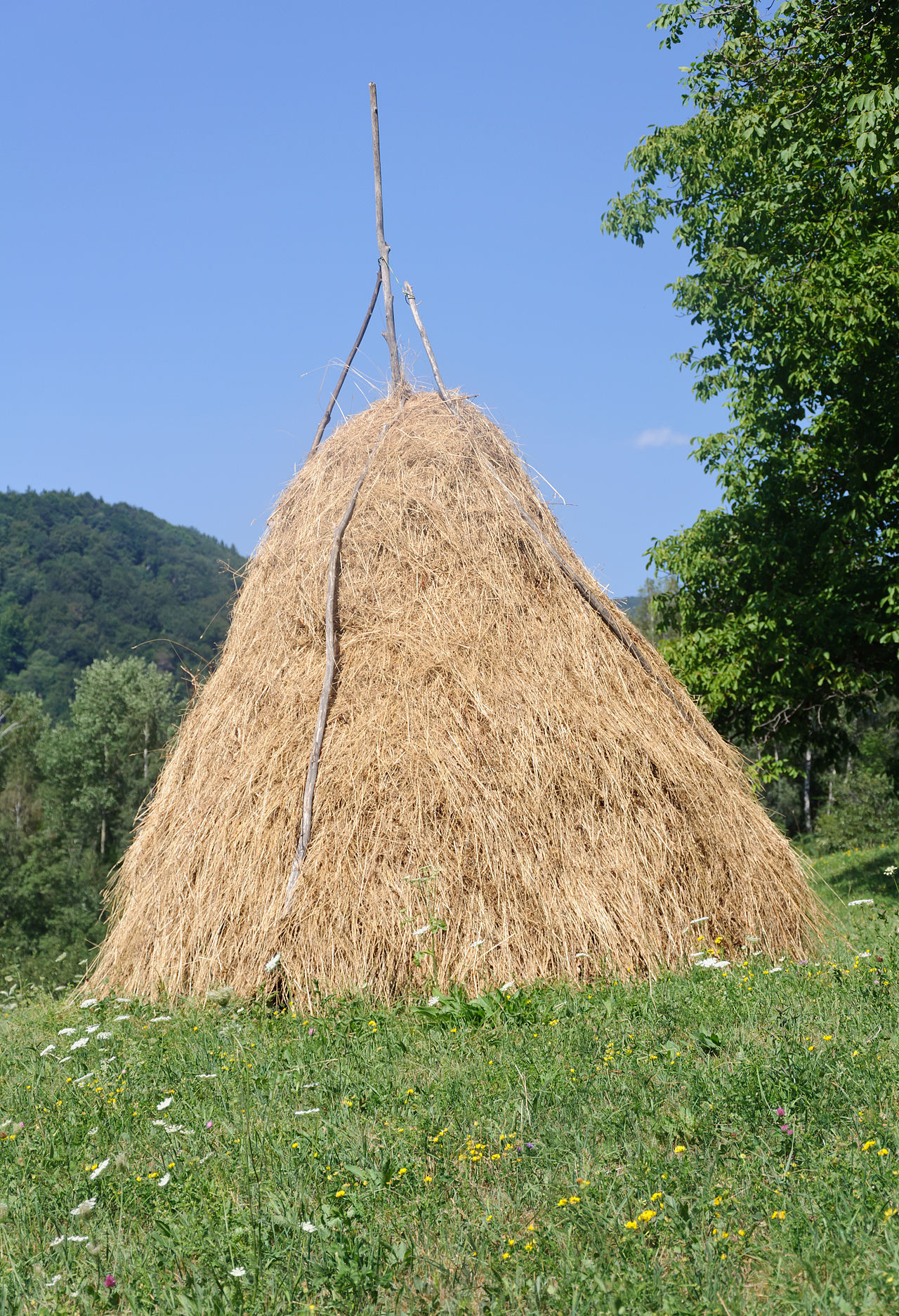 Foin meule Roumanie.jpg
