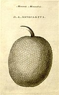 Breadfruit, named and described in Characteres generum plantarum (1776)