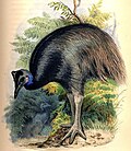 Dwarf cassowary