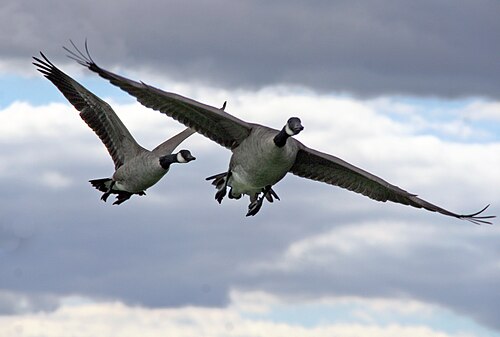 Canada geese in flight, Great Meadows Wildlife Sanctuary