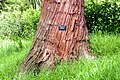 Bark
