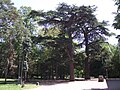 Lebanon cedar