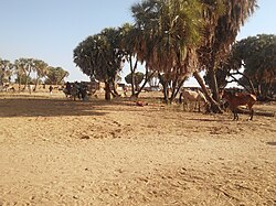 Market view of Am Timan