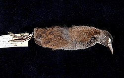 a museum skin of a small dark rail lies on a table with a label attached