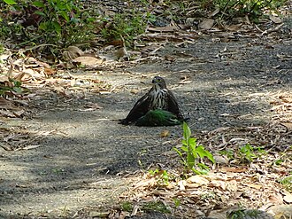 L. t. formosae eating a Taiwan barbet