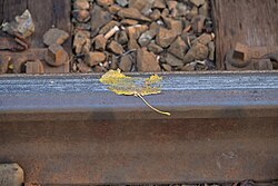 A fallen yellow leaf, crushed and smeared, on top of a railway rail