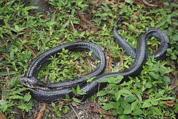 {{{image-alt}}}