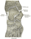 Oblique section of left intertarsal and tarsometatarsal articulations, showing the synovial cavities