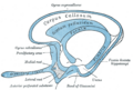 Scheme of rhinencephalon. (Olfactory tract visible at left.)
