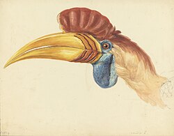 Knobbed hornbill, Aceros cassidix, early 19th century, Indonesia