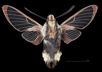 Male ventral