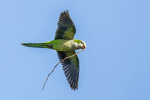 with nesting material