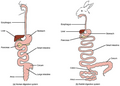 Illustration of human and rabbit cecum