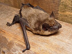 The image depicts Eptesicus serotinus (i.e. Serotine bat) crawling on a wooden surface.