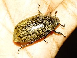 Leucopholis lepidophora on a human hand