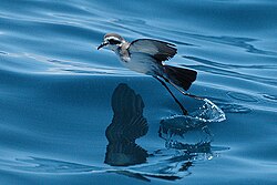 White bird with grey upperparts and black face mask jumps off water surface with elongated legs.