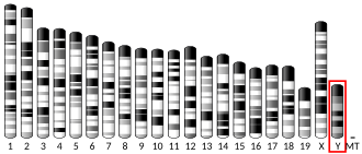 Y chromosome (mouse)