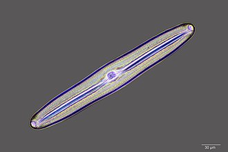 There are over 100,000 species of diatoms which account for 50% of the ocean's primary production