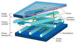 plant primary cell wall structure