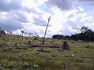 Impact of deforestation on natural habitat of trees.