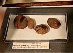 Dried date, peach, apricot, and stones. From Lahun, Fayum, Egypt. Late Middle Kingdom. Petrie Museum, London