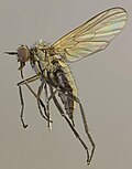 Rhamphomyia simplex specimen North Wales