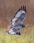Augur buzzard in flight with top feathers view, Ngorongoro Conservation Area