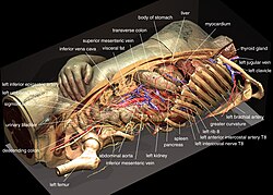 Reconstruction of the Visible Humans's Inner Organs