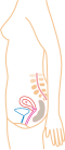 Relative size in 1st month (simplified illustration)