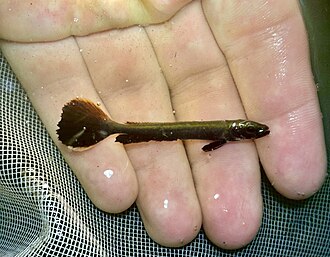 Young juvenile