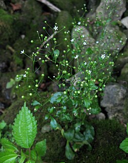 Mature inflorescences are widely spreading, with fruits on long stalks.