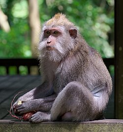 adult female, Bali