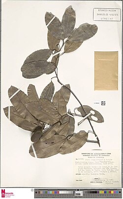 Preserved leaves of Abuta longa, attached to a twig