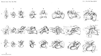 Drawing of the cervical (neck) vertebral column of Camarasaurus supremus in side view.