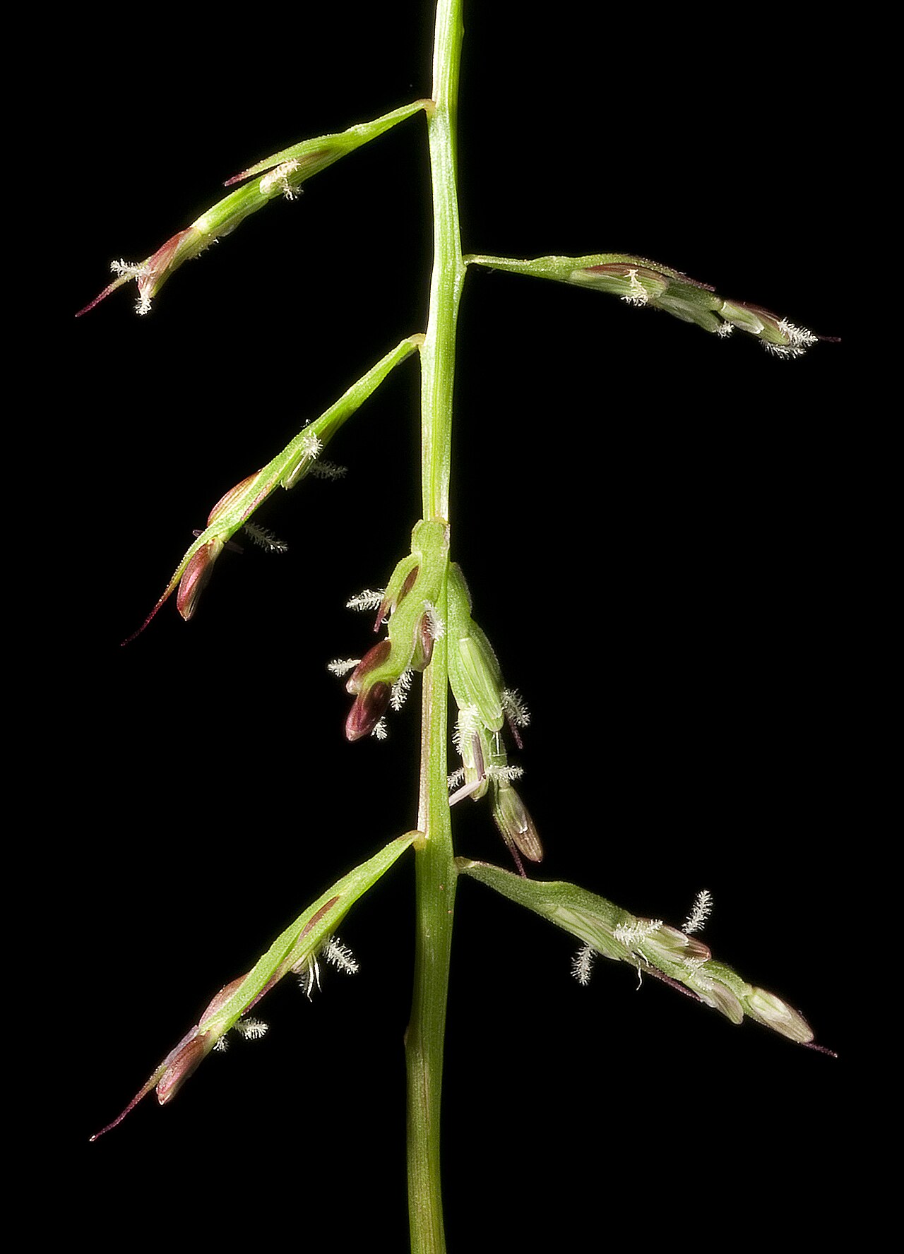 Paractaenum novae-hollandiae (7596992454).jpg