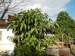 Residential habit