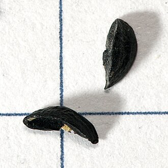 Seeds