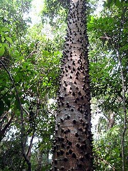 Hura crepitans in Saint John, U.S. Virgin Islands