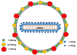 Diagram of the virion of hepatitis D virus