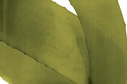A close up view of Ecklonia maxima, giant brown kelp