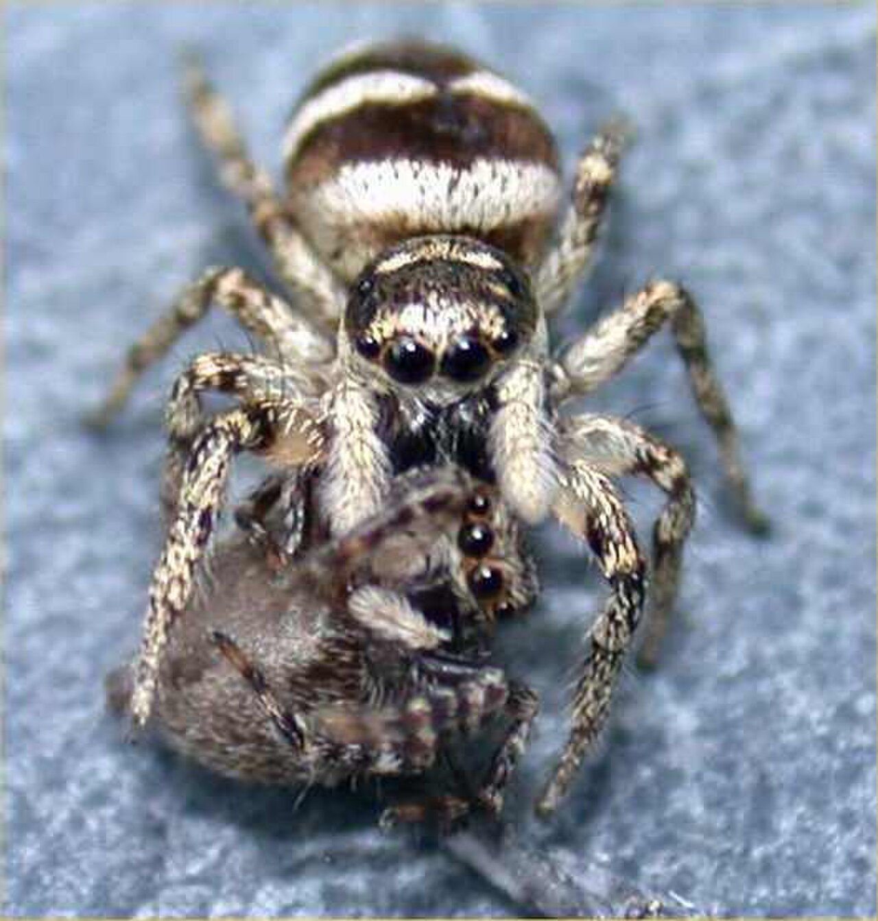 Salticus scenicus eating Sitticus pubescens.jpg